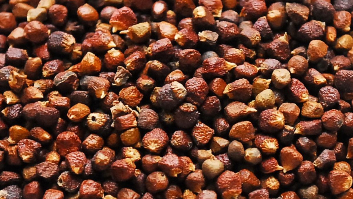 Is Alligator Pepper Good for Low Blood Pressure? (Expert Answer)