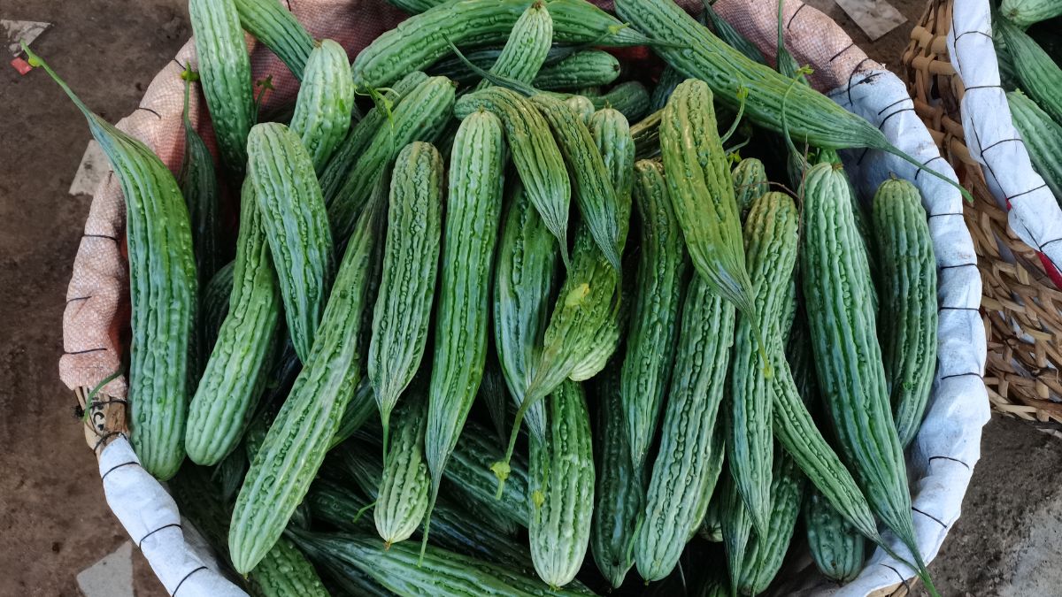 Is Ampalaya Good for Low Blood Pressure? (Expert Answer)