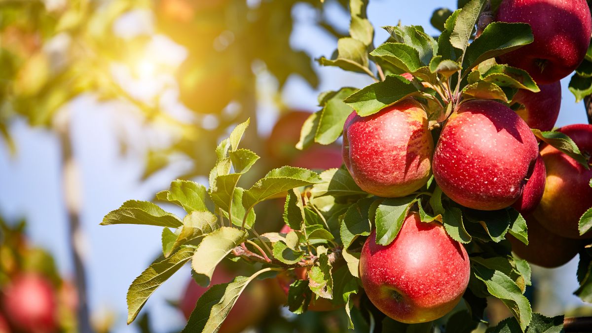 Are Apples Good for Erectile Dysfunction? (Expert Answer)