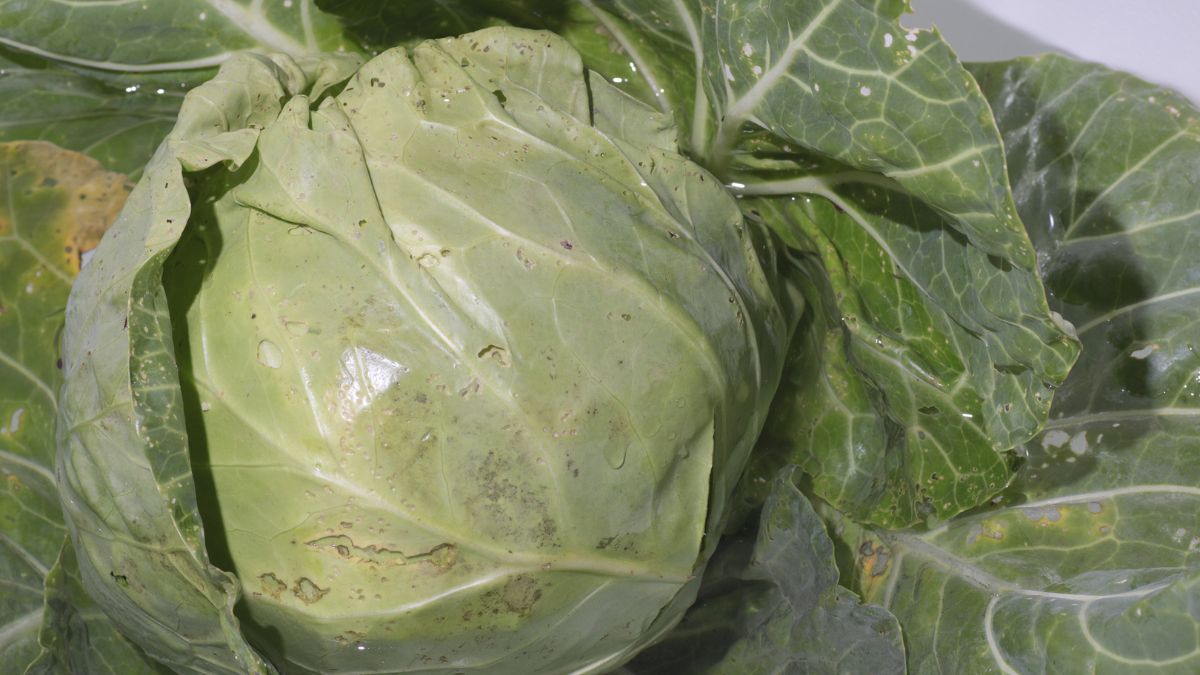 What Happens If You Eat Bad Cabbage Expert Answer what-happens-if-you-eat-bad-cabbage-expert-answer