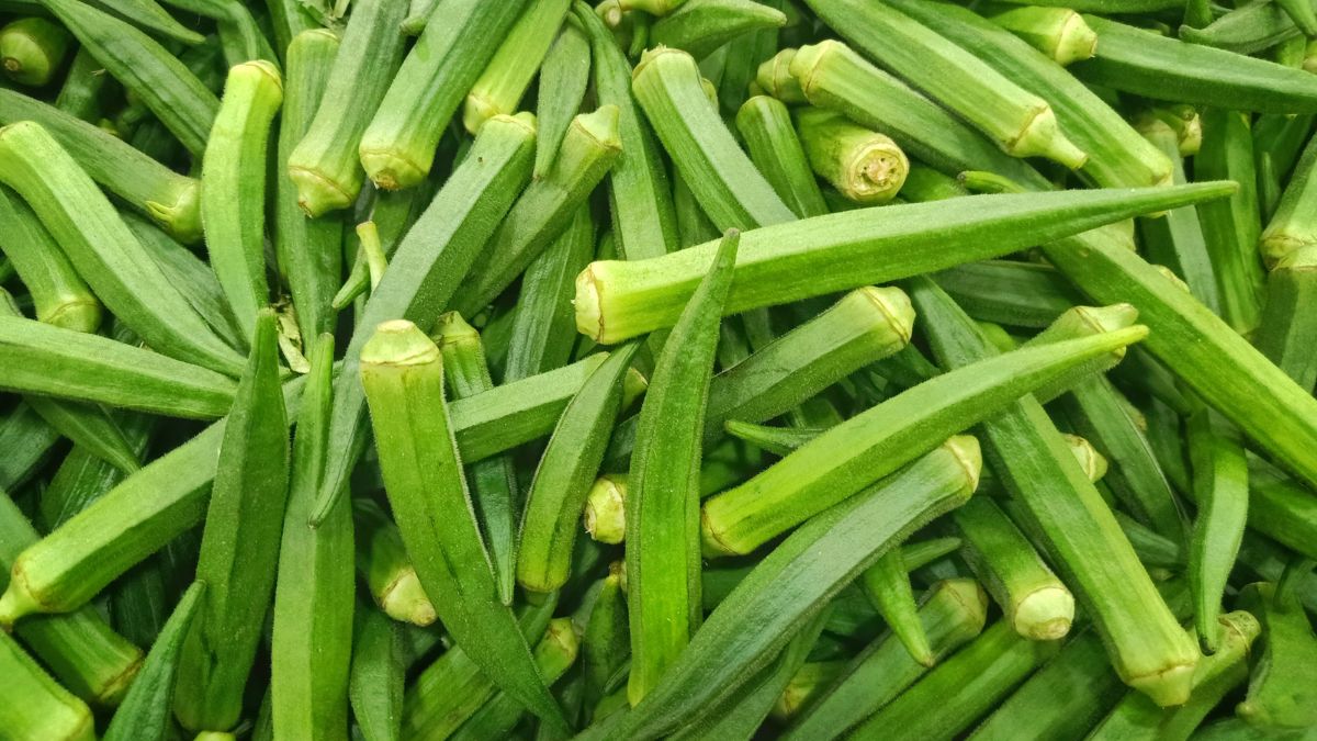 Bad Okra