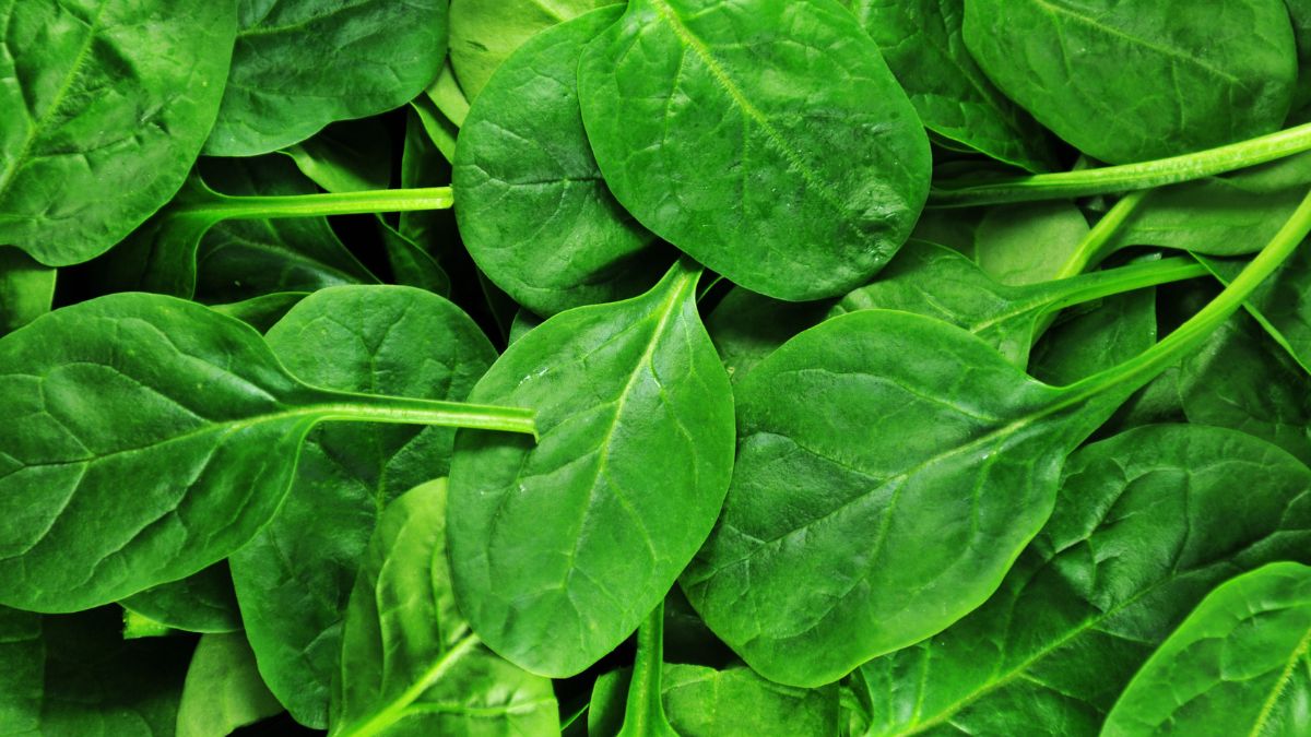 What Happens If you Eat Bad Spinach? (Expert Answer)