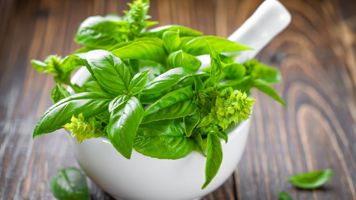 Is Basil Good for Gout? (Expert Answer)