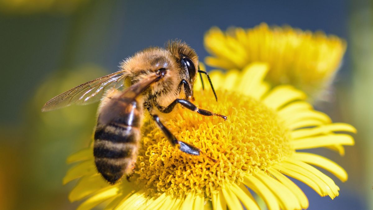 Bee