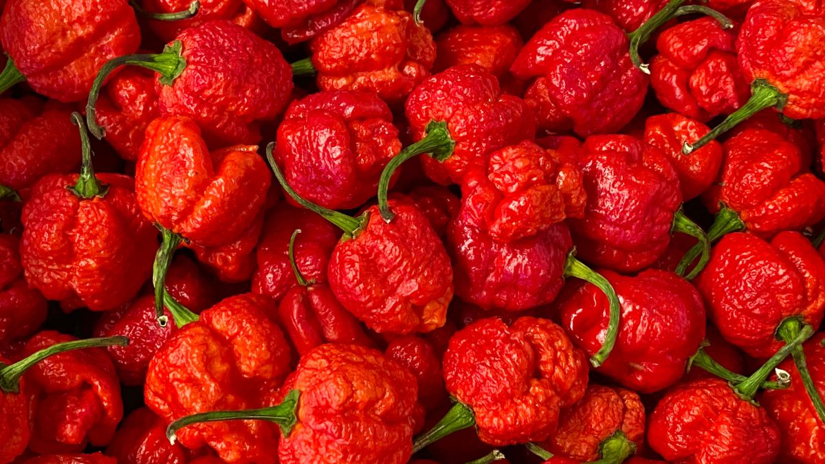 Carolina Reaper