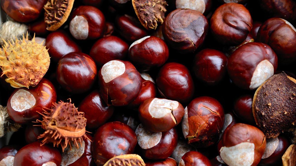 Chestnut