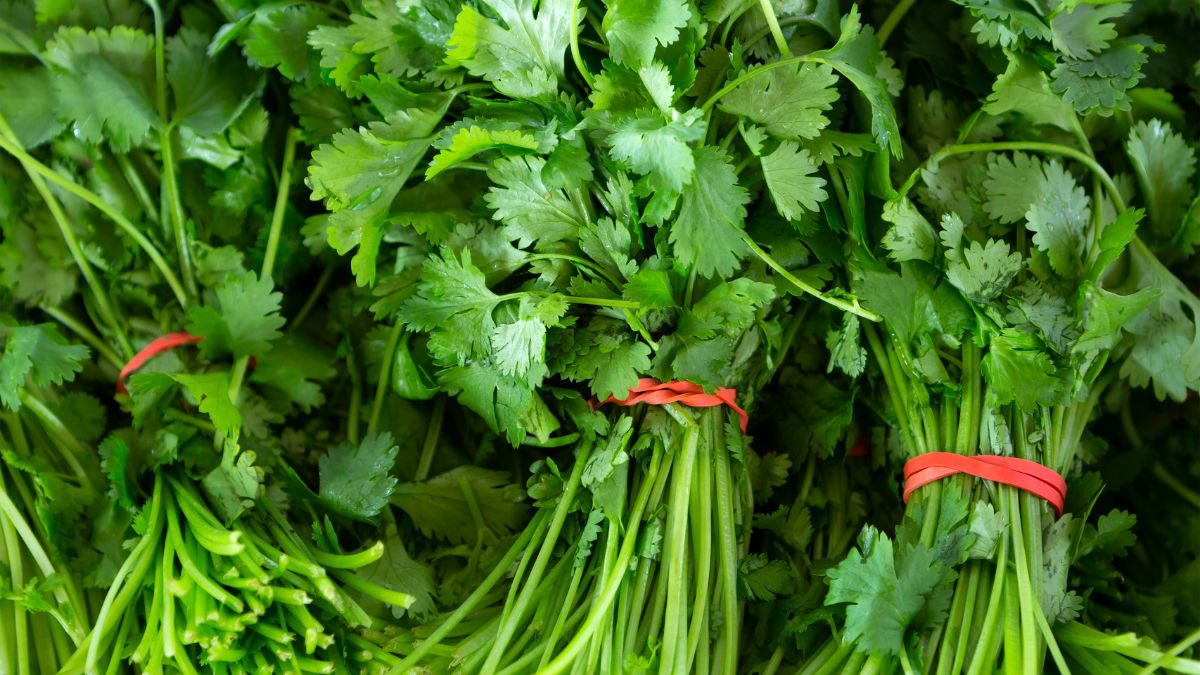Cilantro