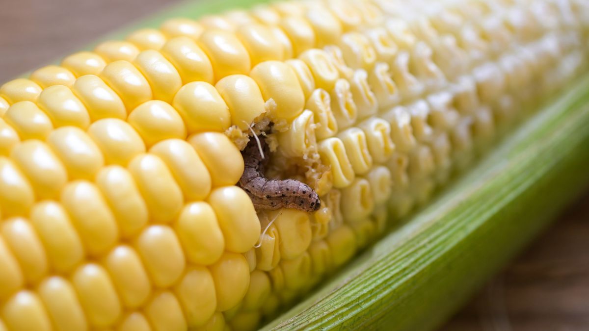 Eating Corn Worm: What will Happen? - NutritionCrown