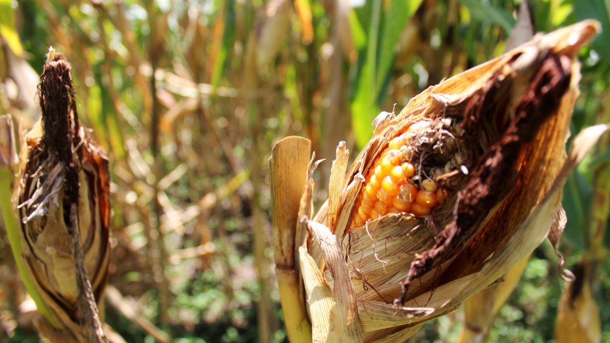 Eating Bad Corn