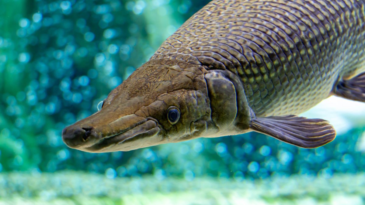 Gar Eggs