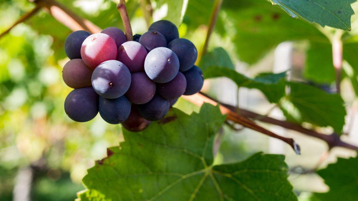 Grapes