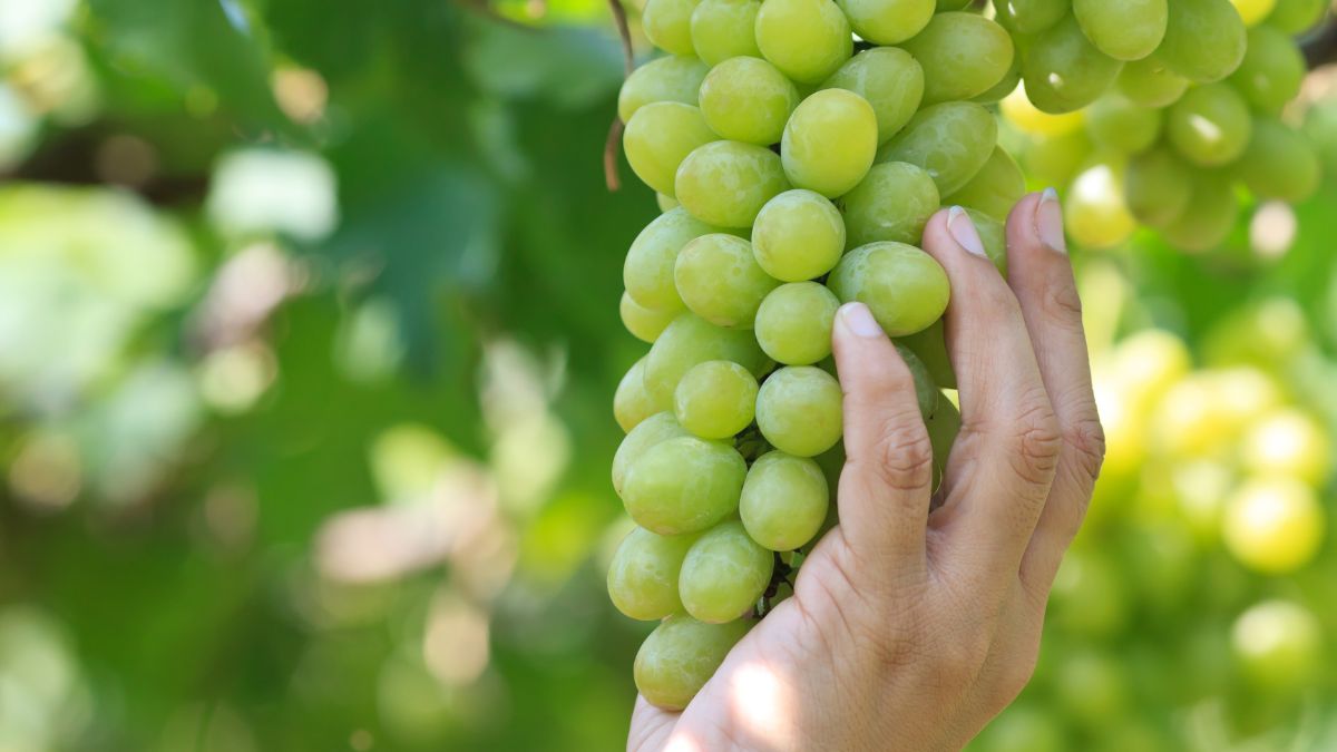 Is Green Grapes Good for PCOS? (Expert Answer)