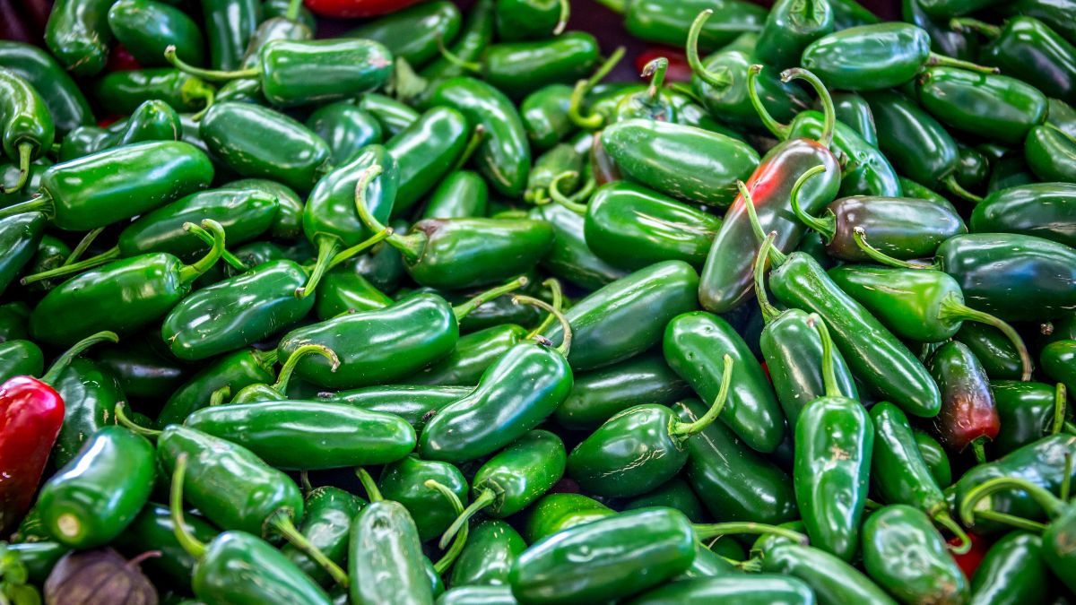 Are Jalapenos Bad for Gout? (Expert Answer)
