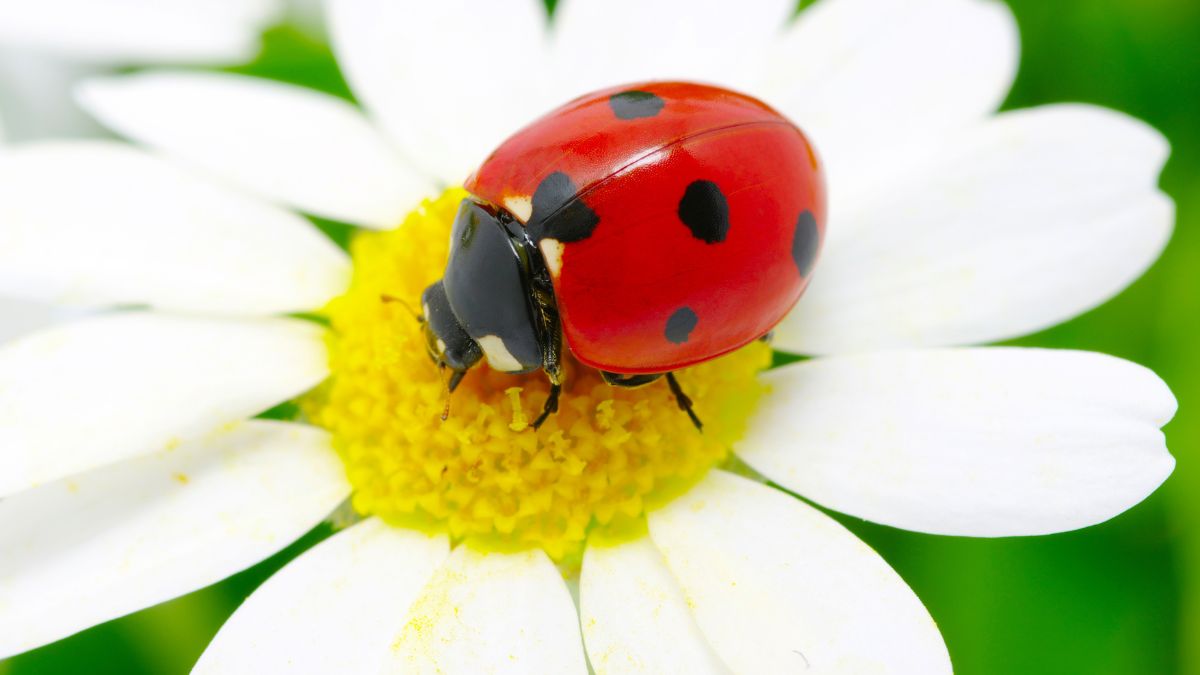 Ladybug