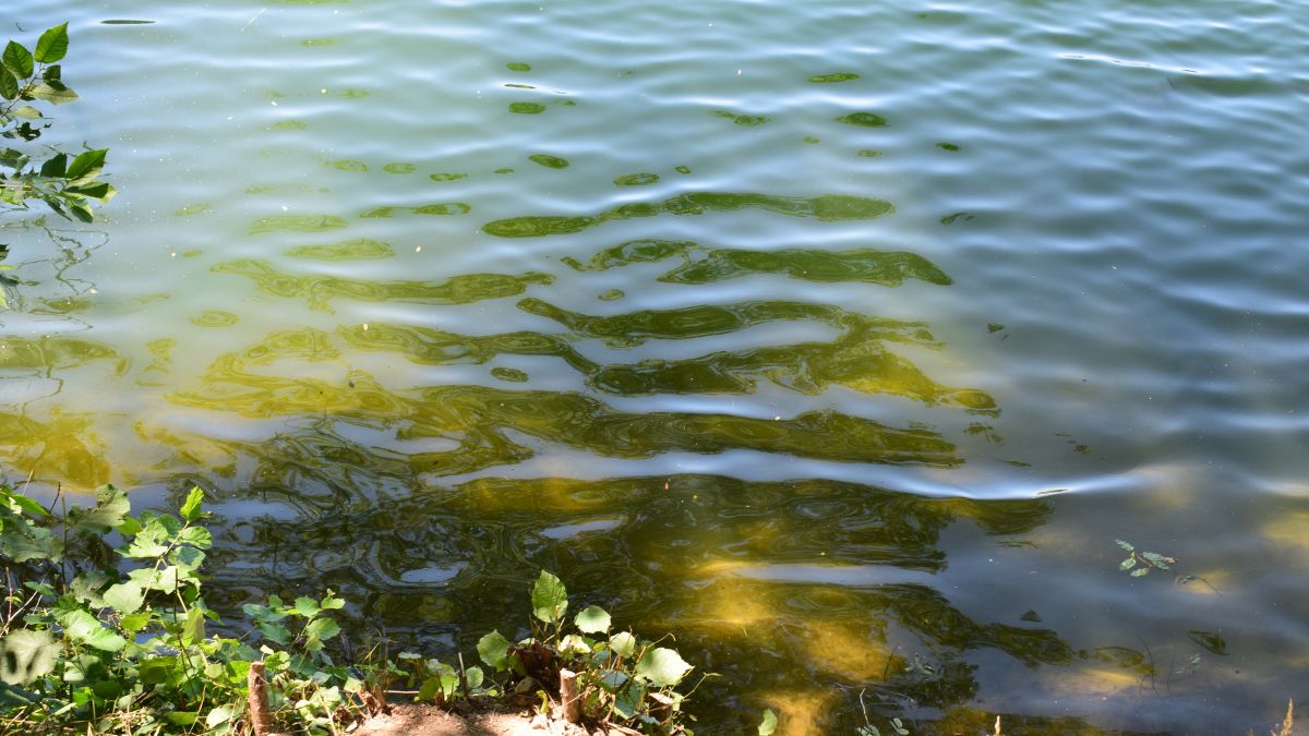 Lake Water