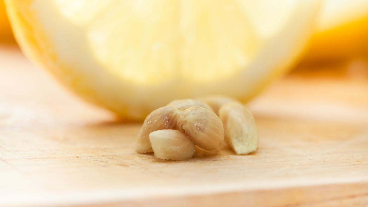 Lemon Seed