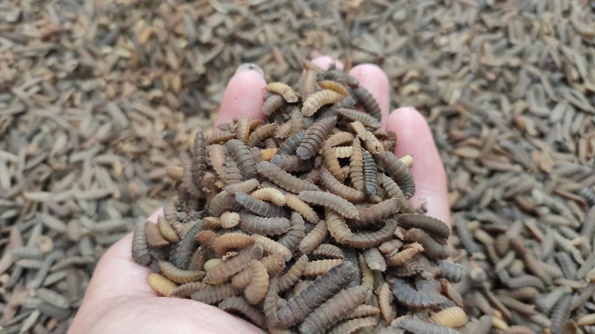 Maggot
