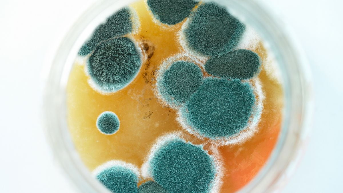 Mold