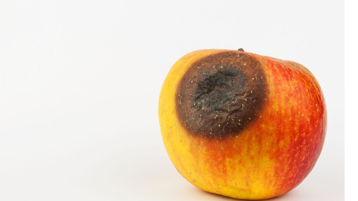 Moldy Apple