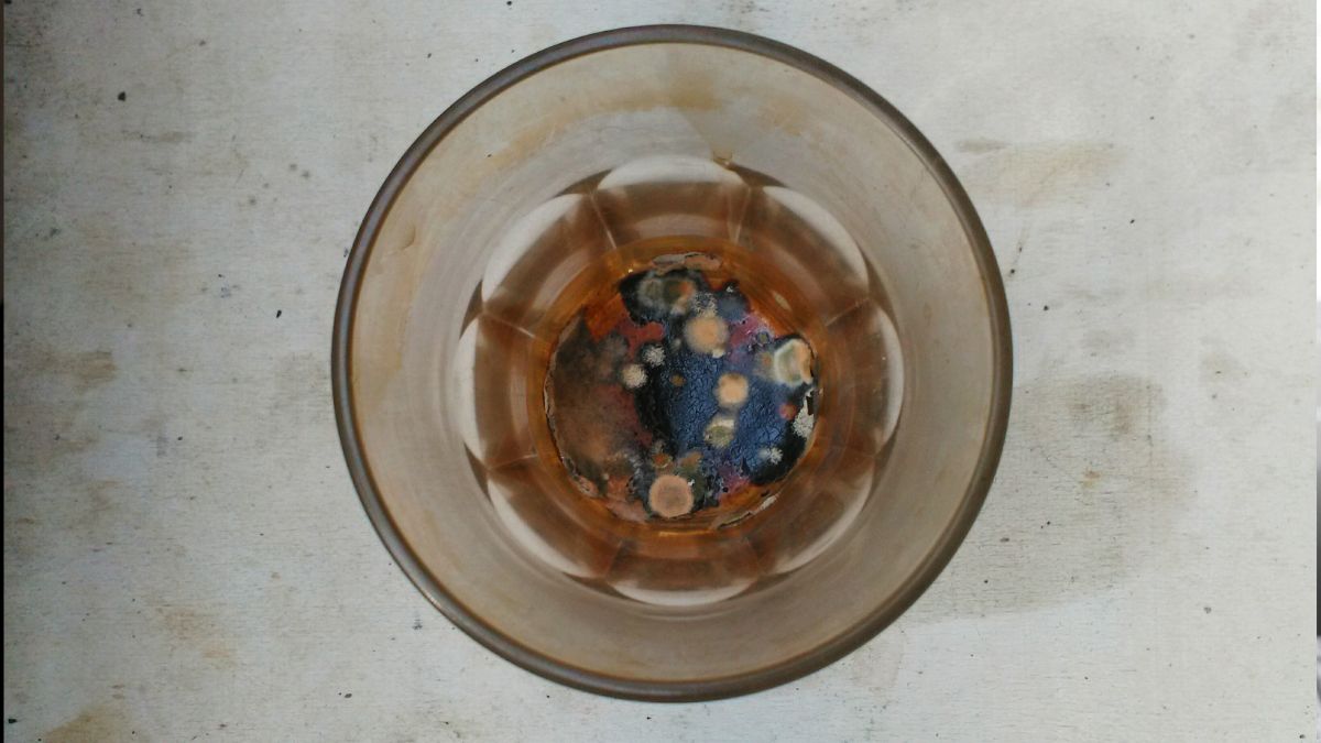 Moldy Water