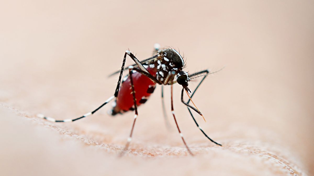 Mosquito