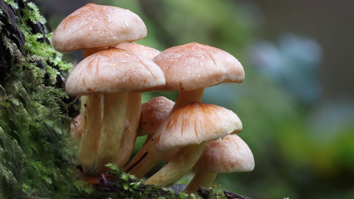 Is Mushroom Bad for Arthritis? (Expert Answer)