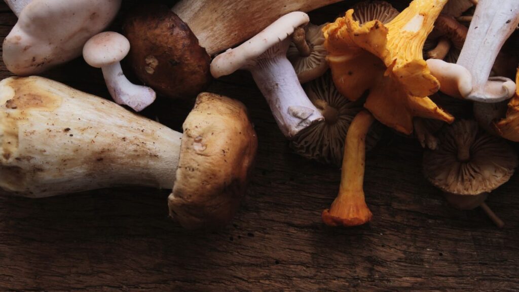 Are Mushrooms Good for High Cholesterol? (Expert Answer)