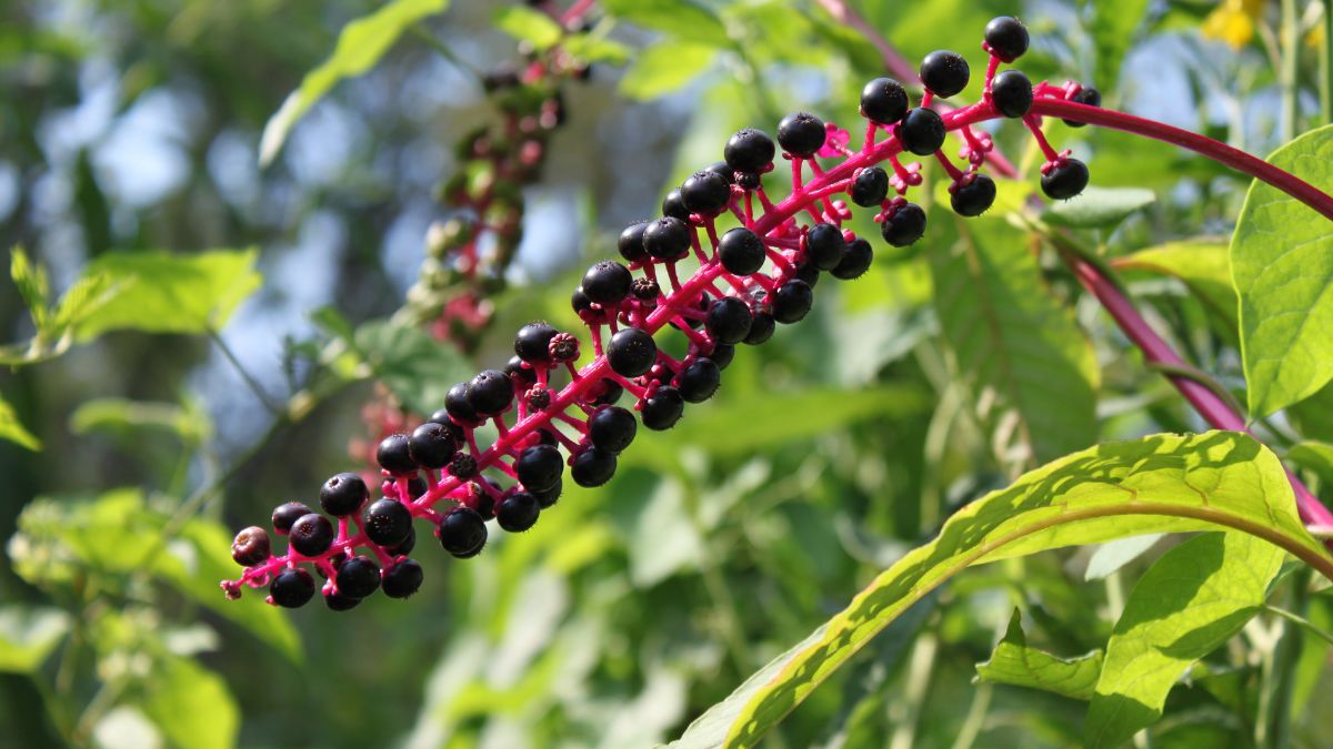 Are Poke Berries Good for Arthritis? (Expert Answer)