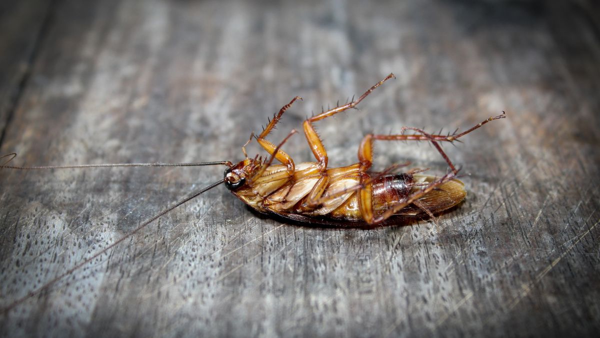 Roach