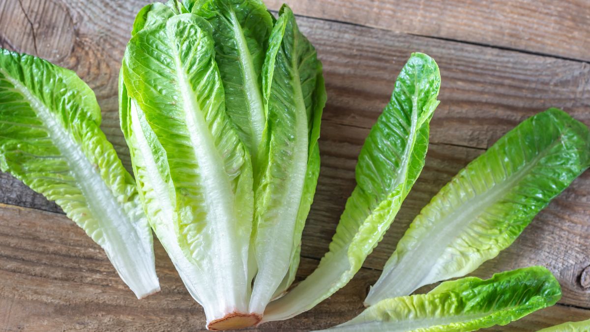 Is Romaine Lettuce Keto Friendly? (Expert Answer)