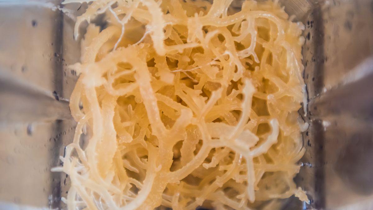 Is Sea Moss Good for Diabetes? (Expert Answer)