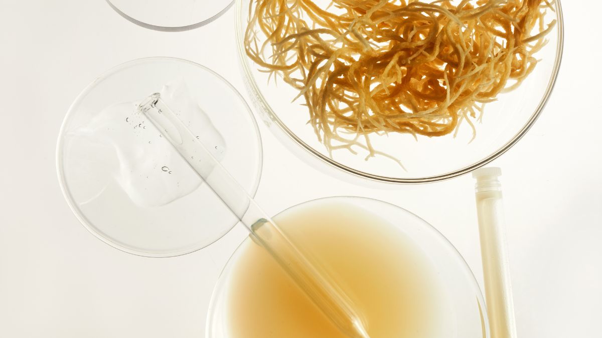 Is Sea Moss Good for Arthritis? (Expert Answer)