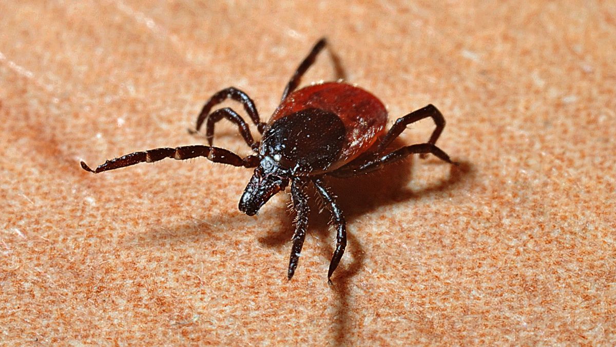 Tick