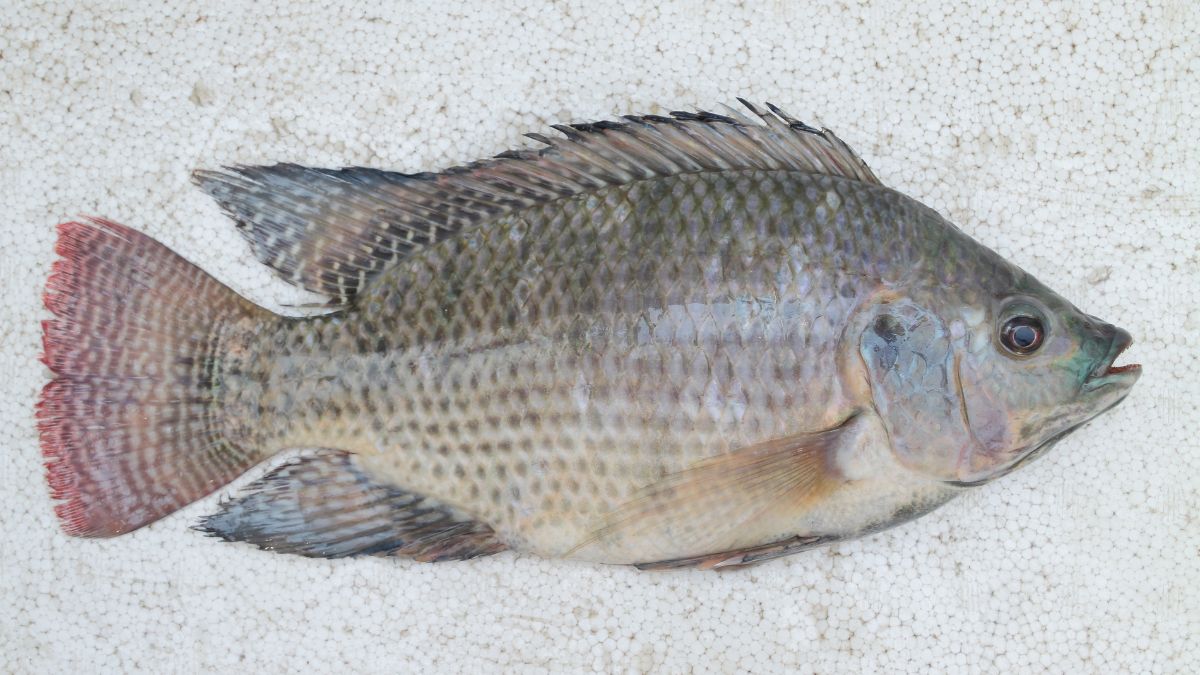 Tilapia