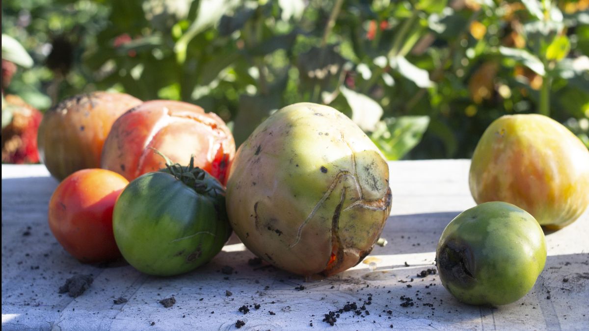 Tomato