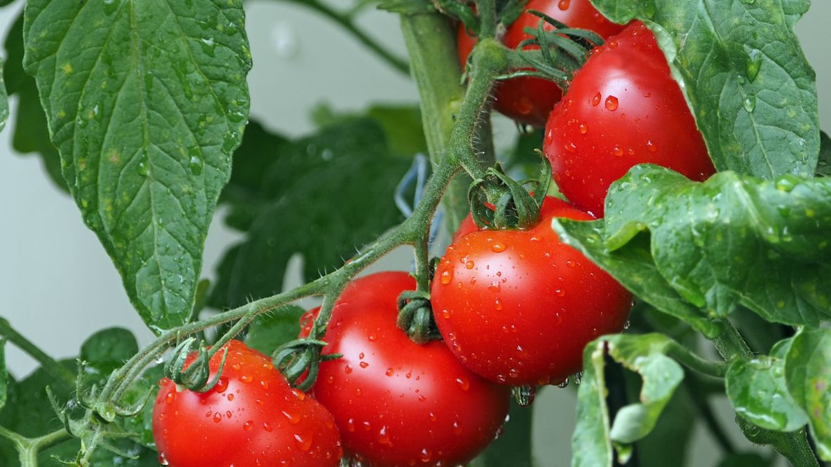 Are Tomatoes Good for High Blood Pressure? (Expert Answer)
