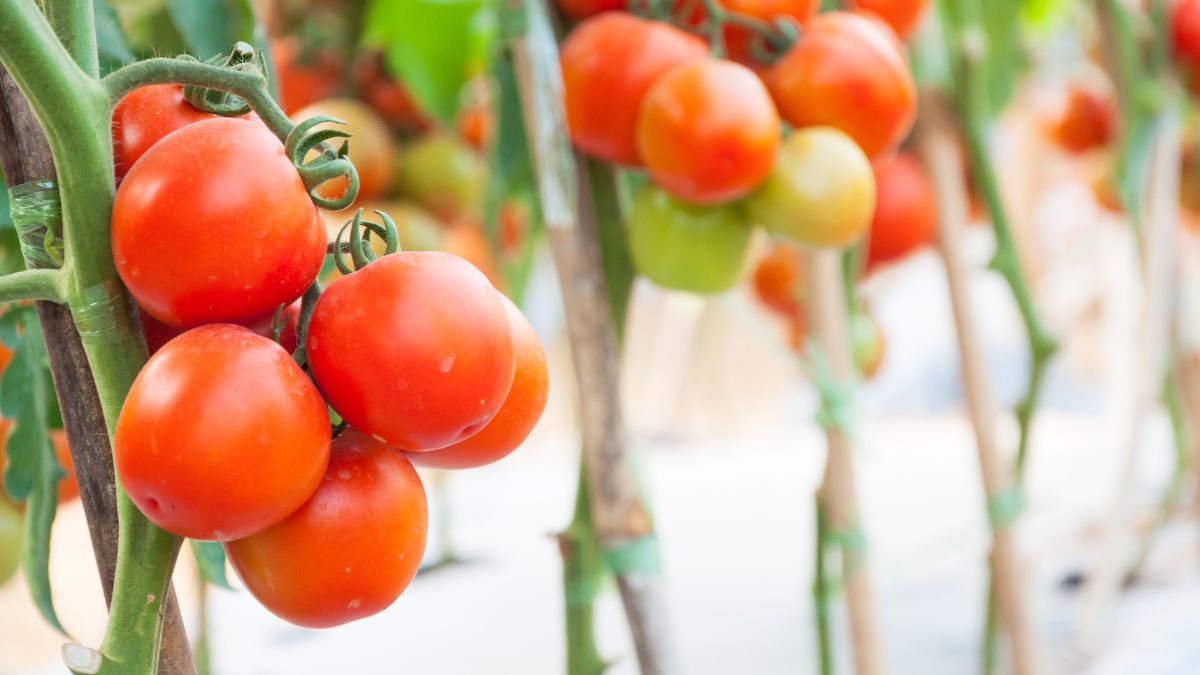 Are Tomatos Bad for Arthritis? (Expert Answer)