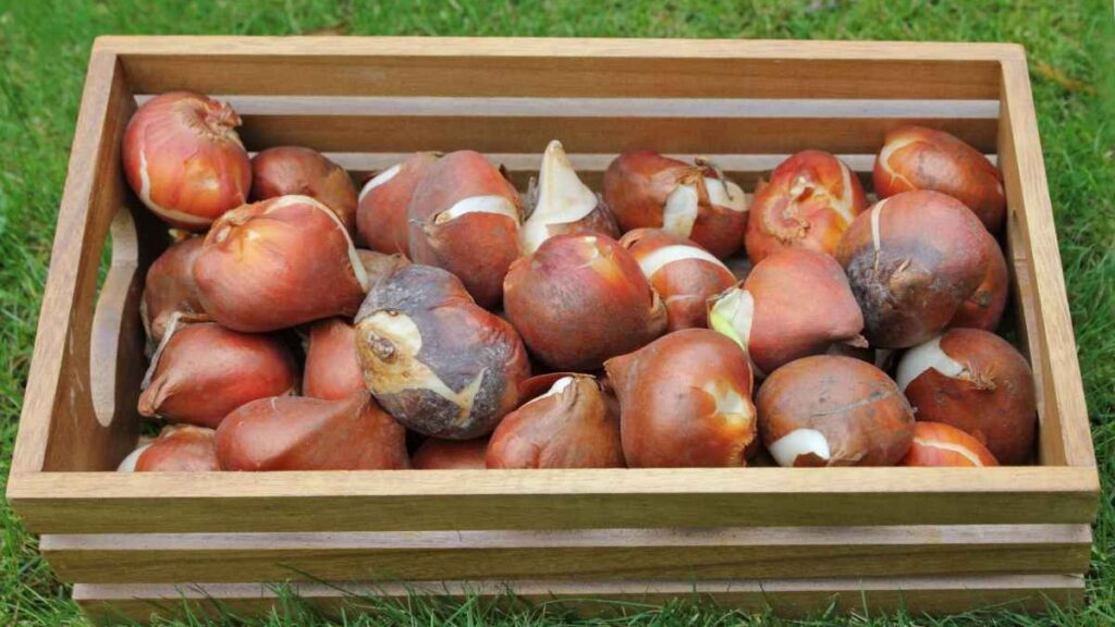 Eating Tulip Bulb What will Happen?