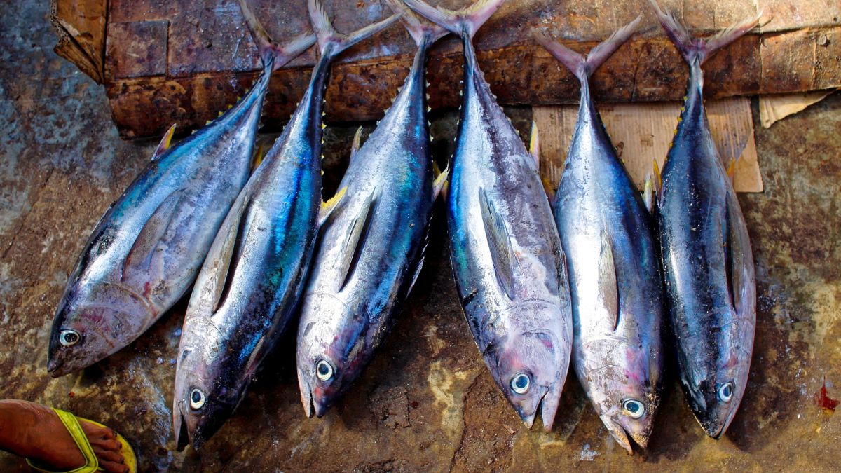 Is Tuna Fish Good for High Blood Pressure? (Expert Answer) NutritionCrown