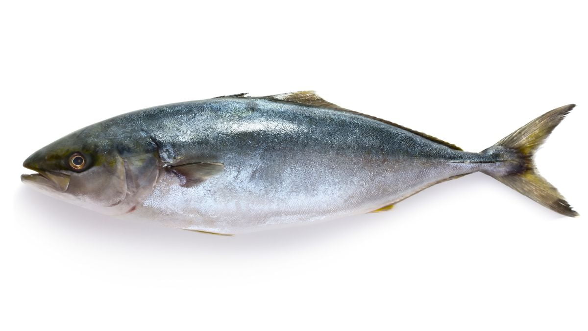 Tuna